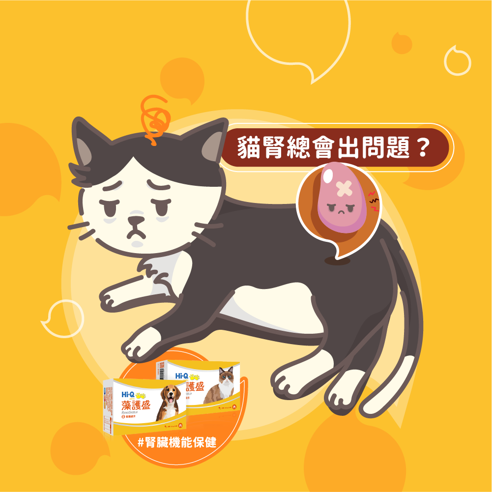貓咪為何容易得到腎臟病