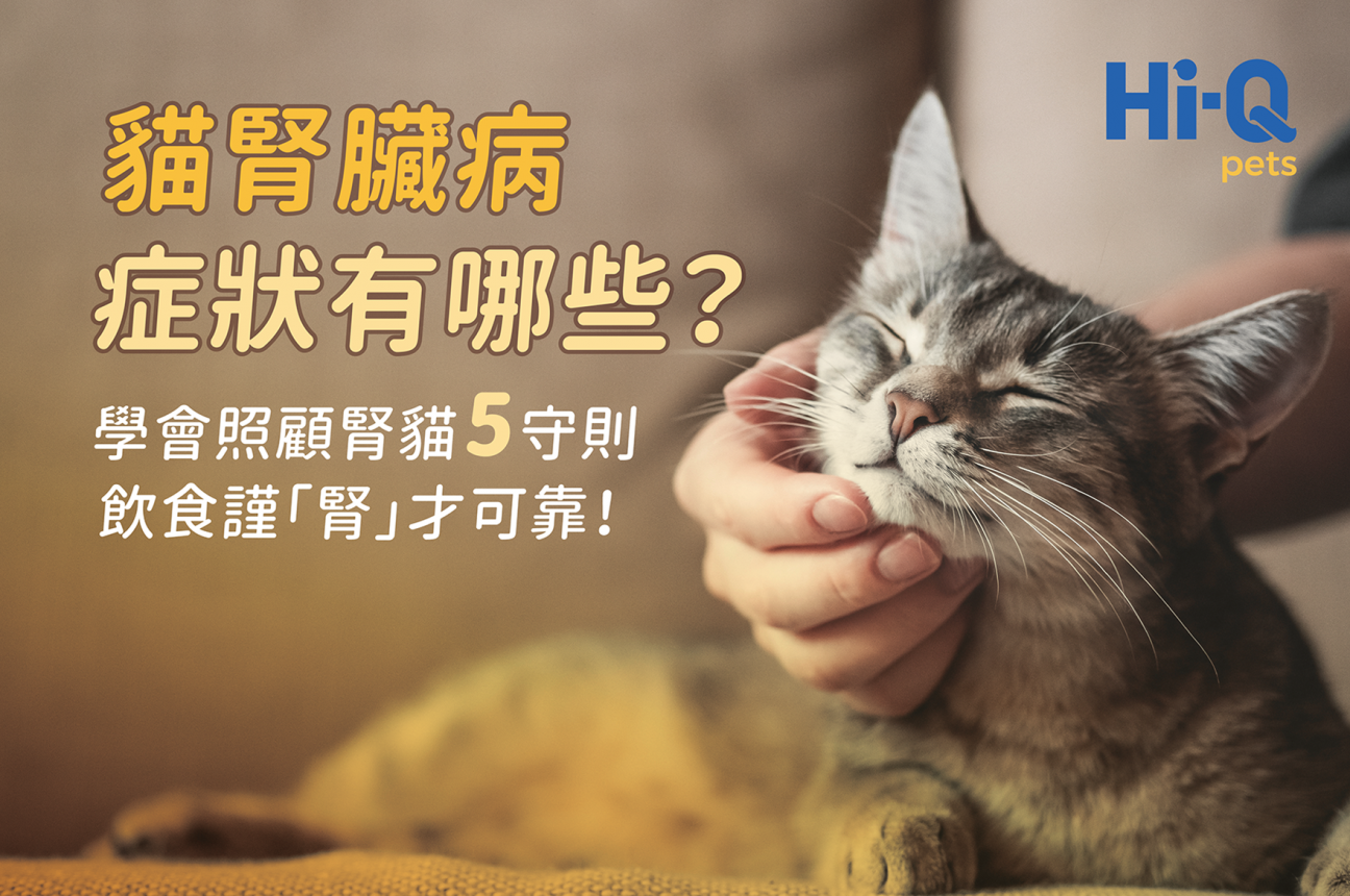 貓腎臟病症狀有哪些？學會照顧腎貓5守則，飲食謹「腎」才可靠！