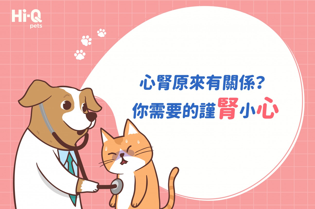 寵物的心臟病與腎臟病會相互影響？陳俊達醫師專業解析 ！