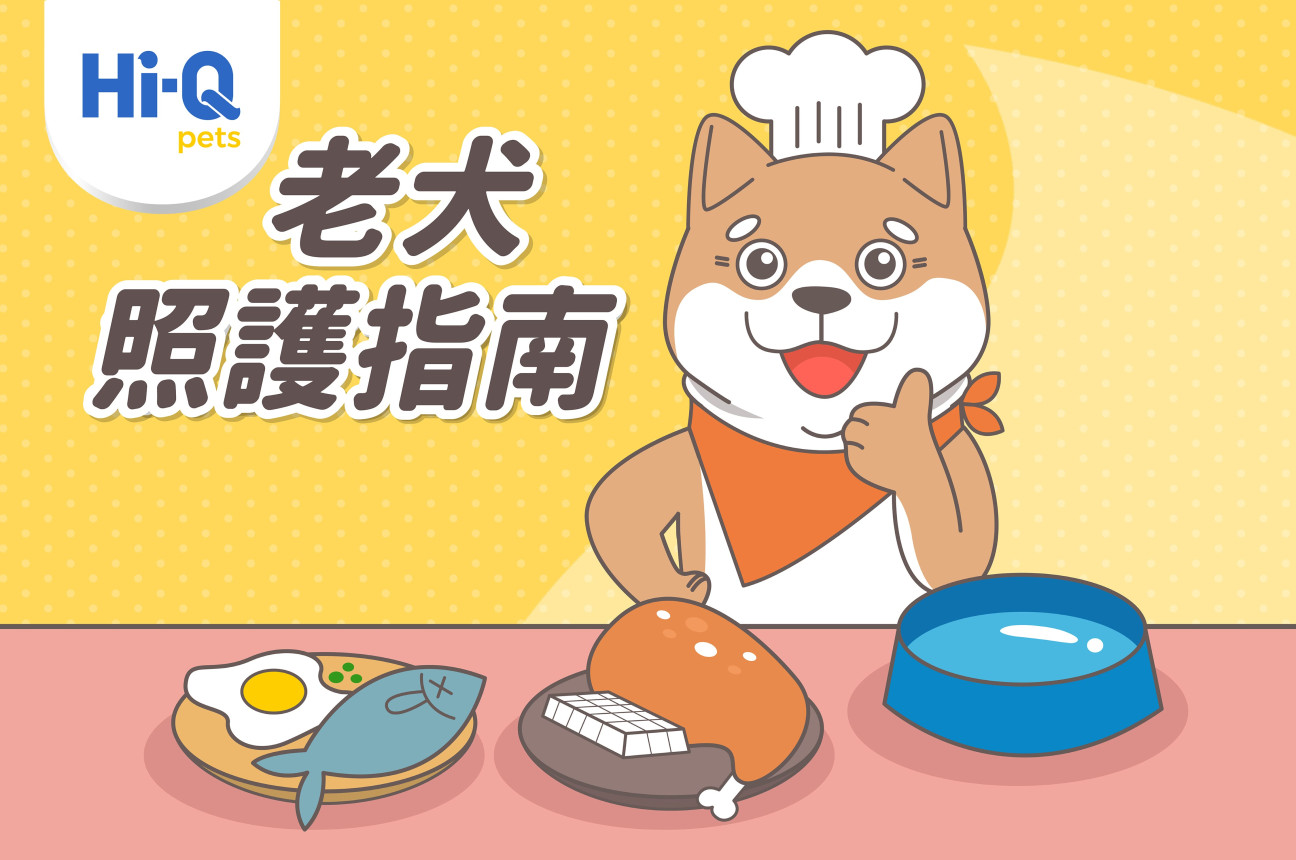 老犬照護指南