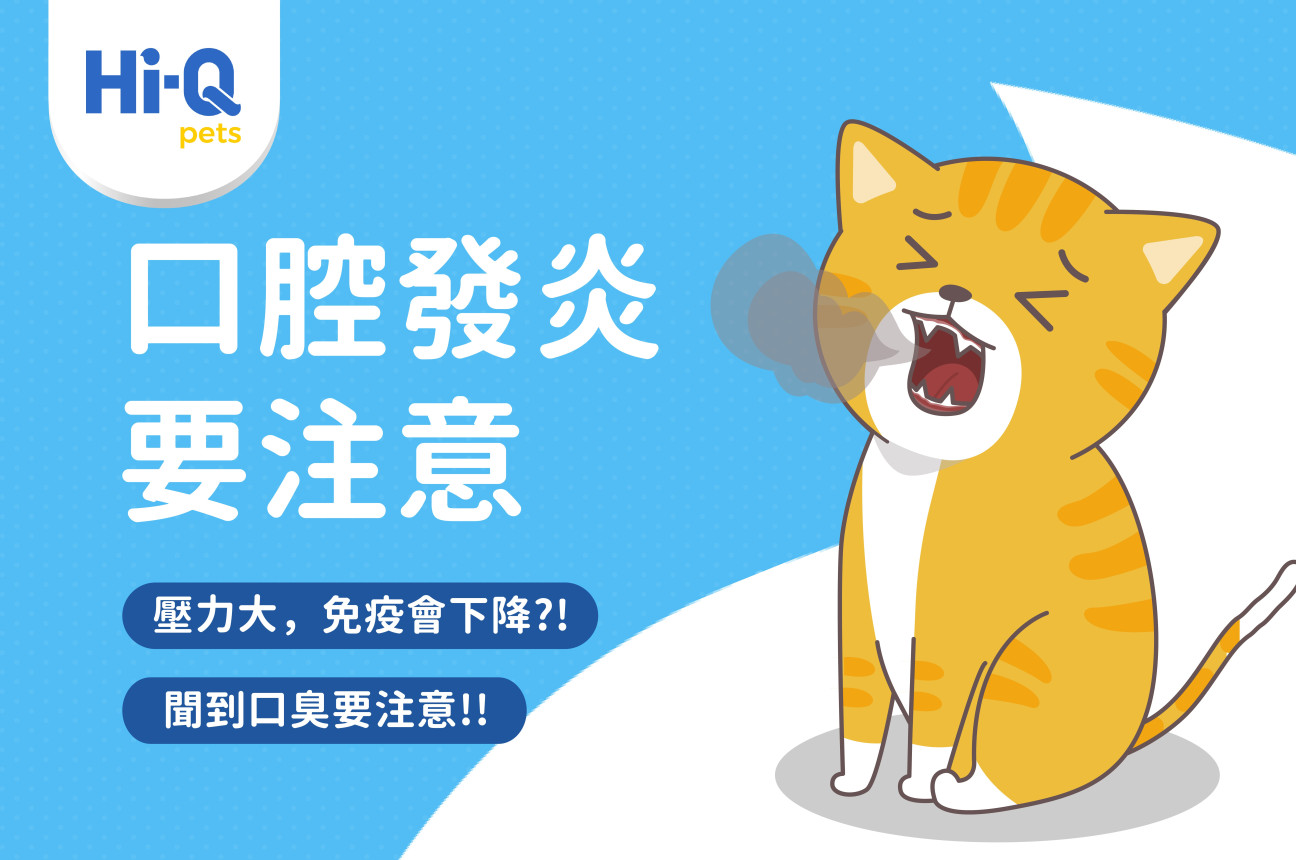 貓貓口腔發炎要注意！