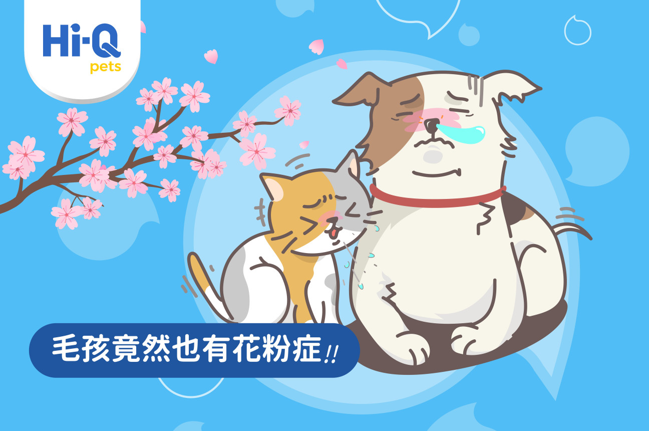 花粉症來襲！毛孩換季過敏怎麼辦？