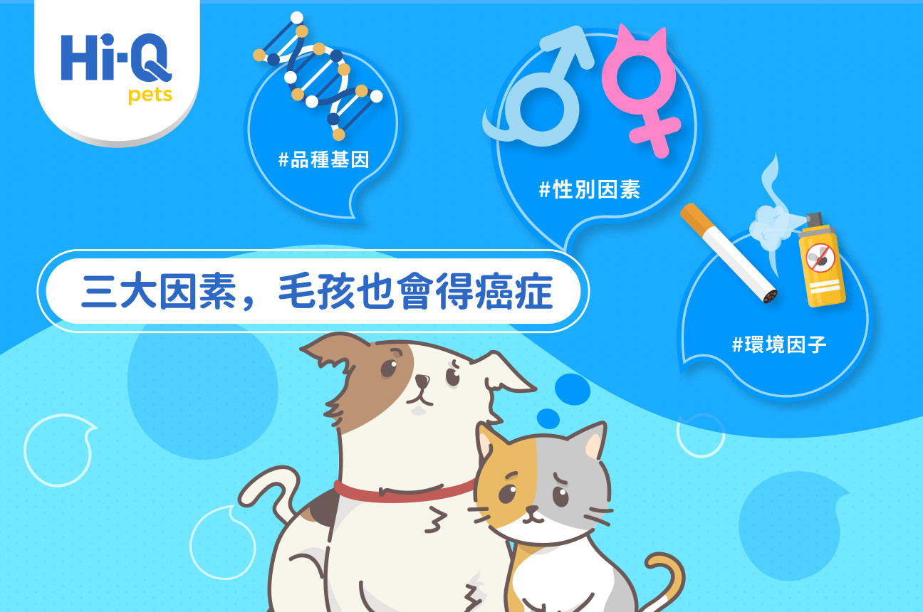 毛孩常見致癌原因與預防方法，一次看!