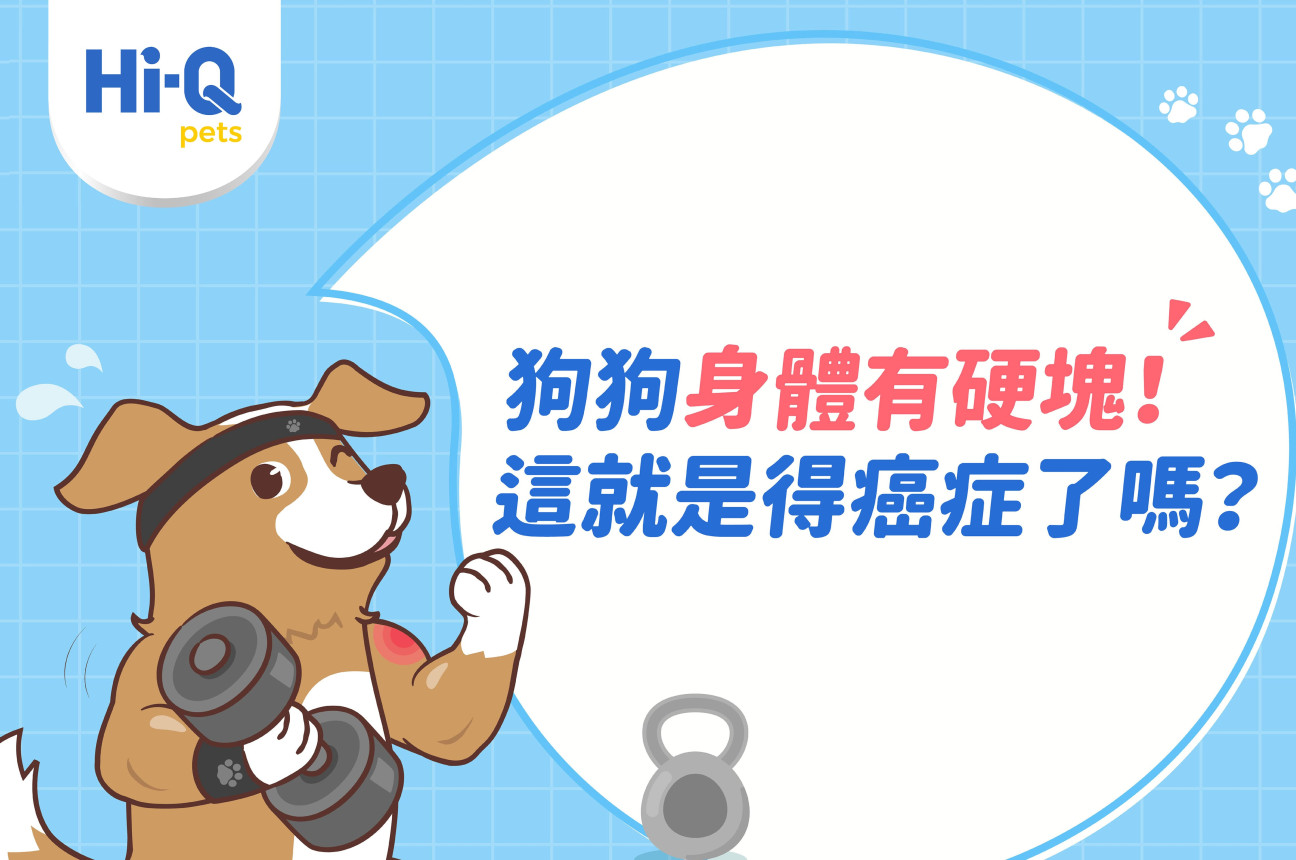 狗狗腫瘤癌症類型有哪些？10大症狀說明，正確治療照顧有一套！