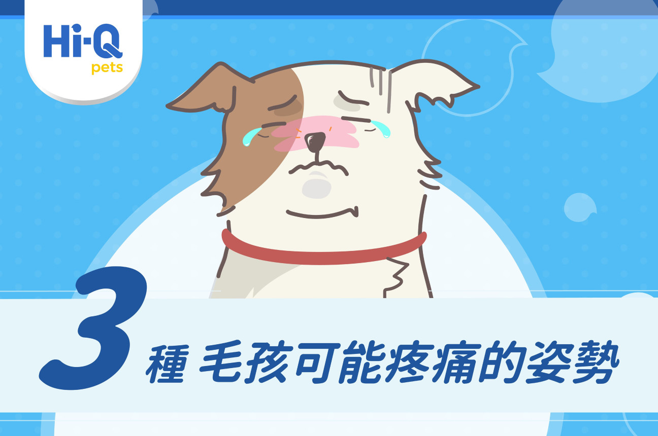 3種毛孩可能疼痛的姿勢