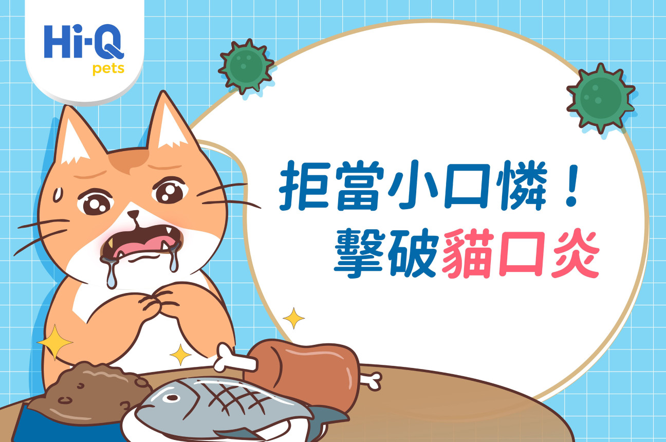 常見又棘手的「貓口炎」！康寧動物醫院高嘉孜醫師，帶你快速全面認識它！