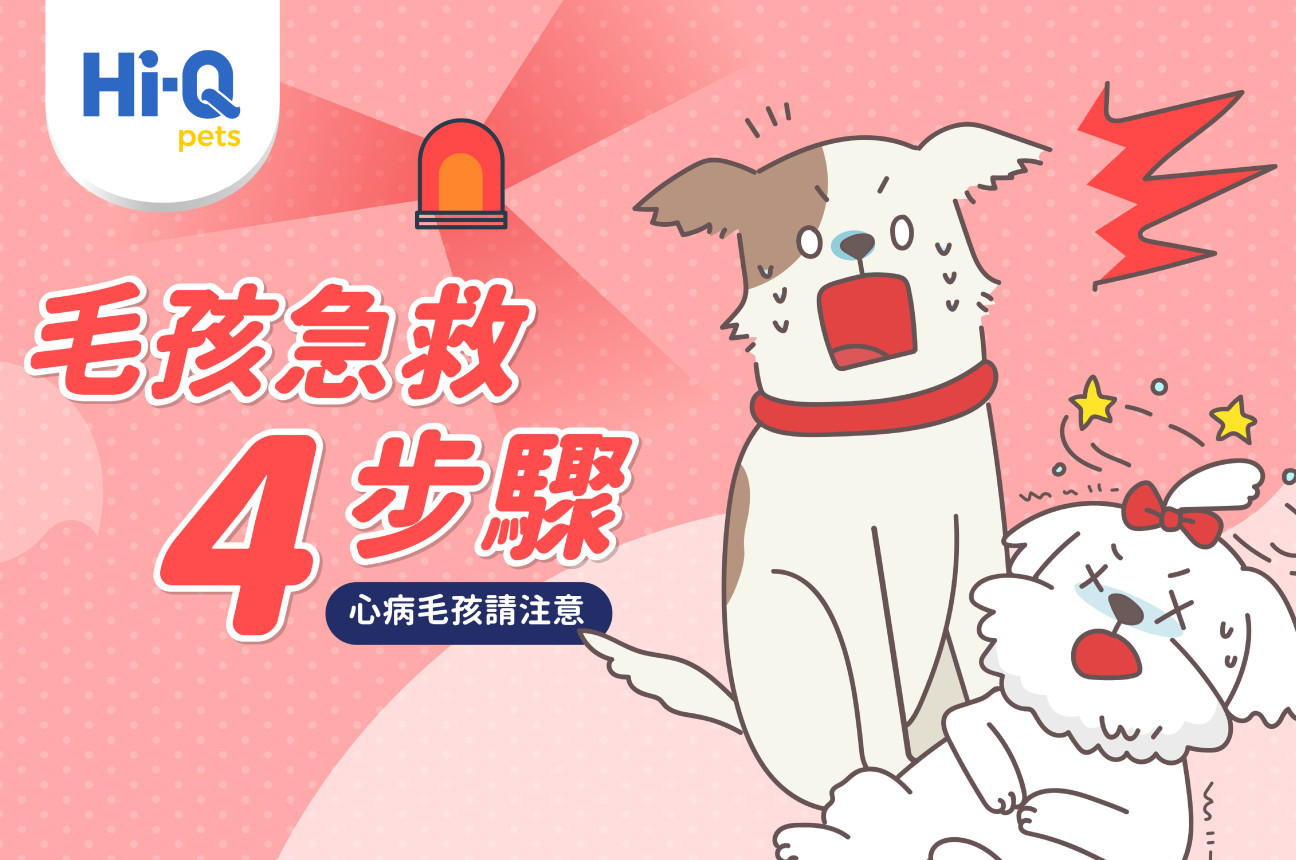 毛孩急救 4 步驟