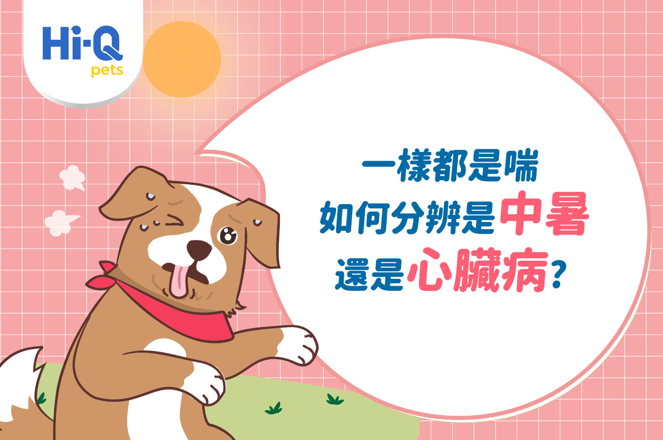 毛孩一直喘?! 杜青蓉院長帶你準確識別中暑還是心臟病！