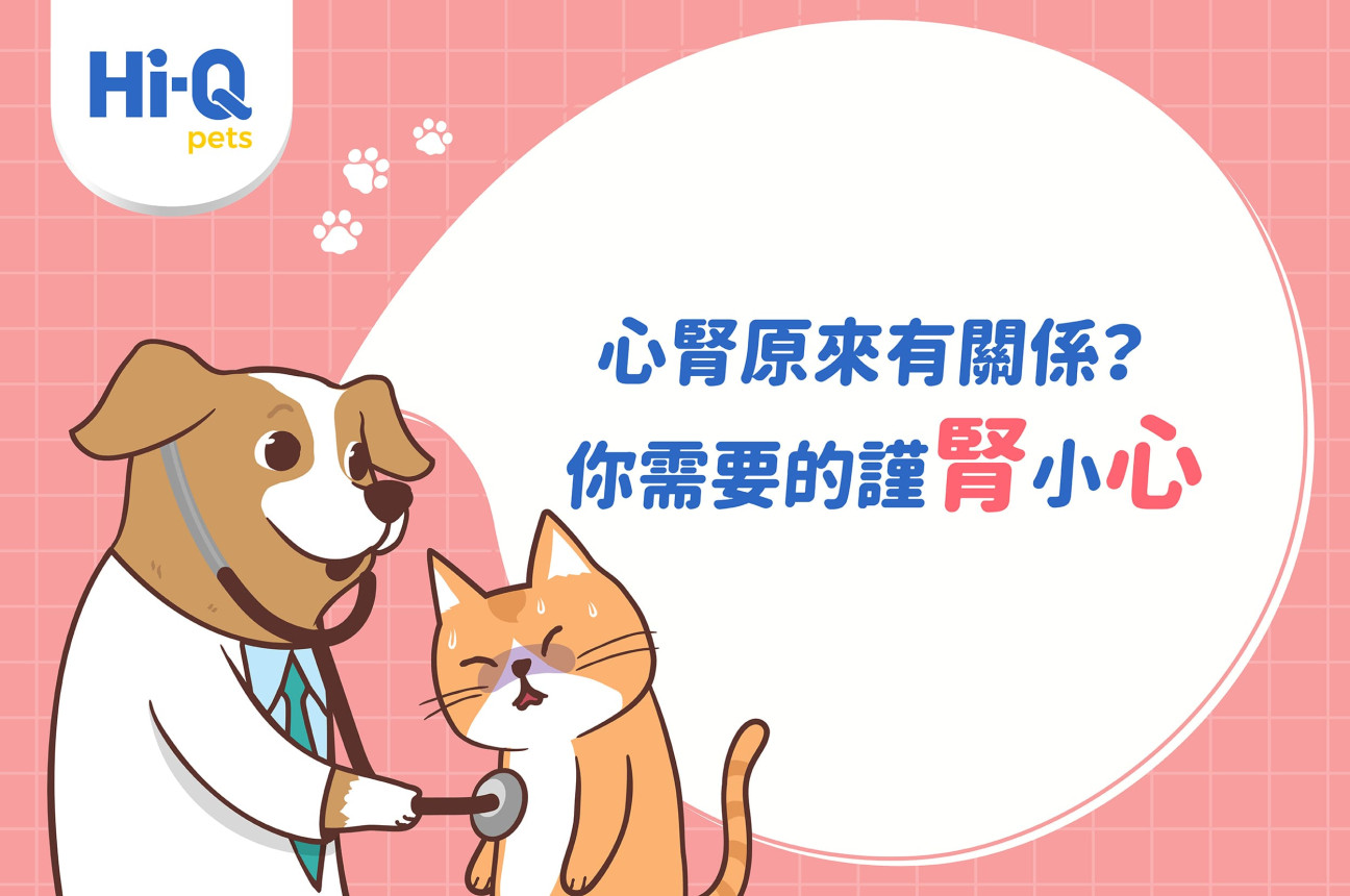 寵物的心臟病與腎臟病會相互影響？陳俊達醫師專業解析 ！