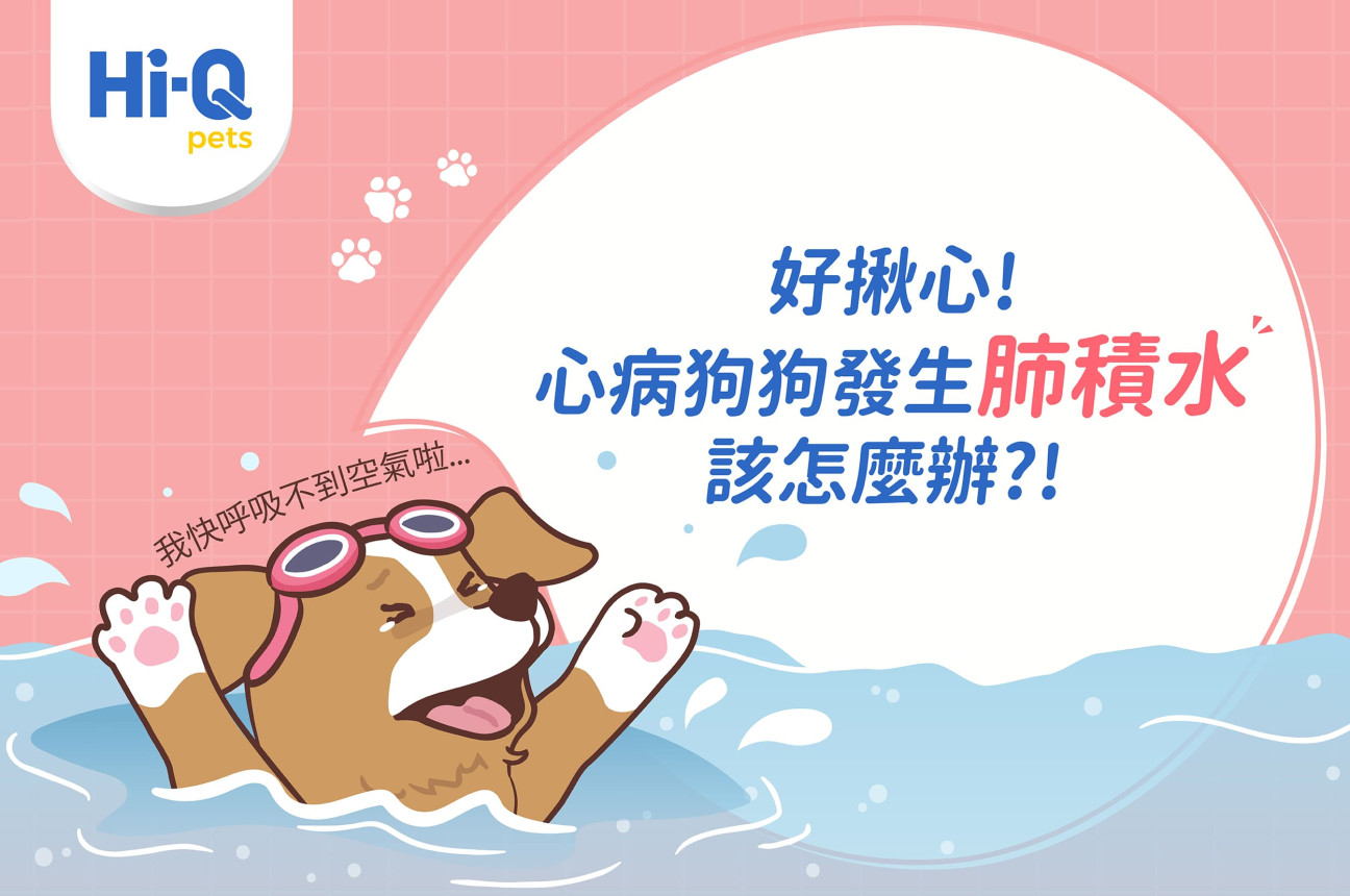 好揪心!心臟病狗狗發生肺積水怎麼辦?!