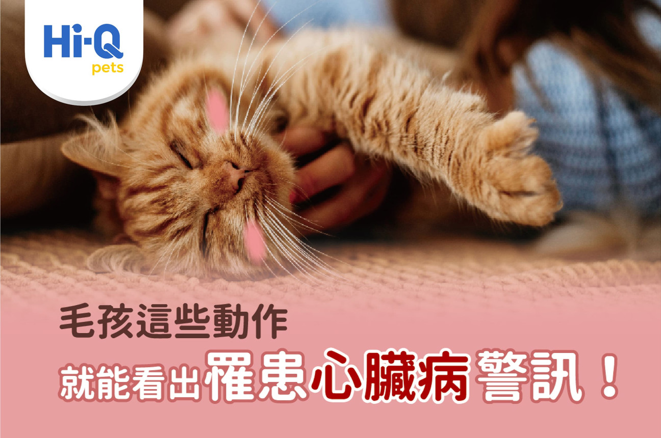 毛孩這些動作，就能看出罹患心臟病警訊！｜專業獸醫-蔡志鴻
