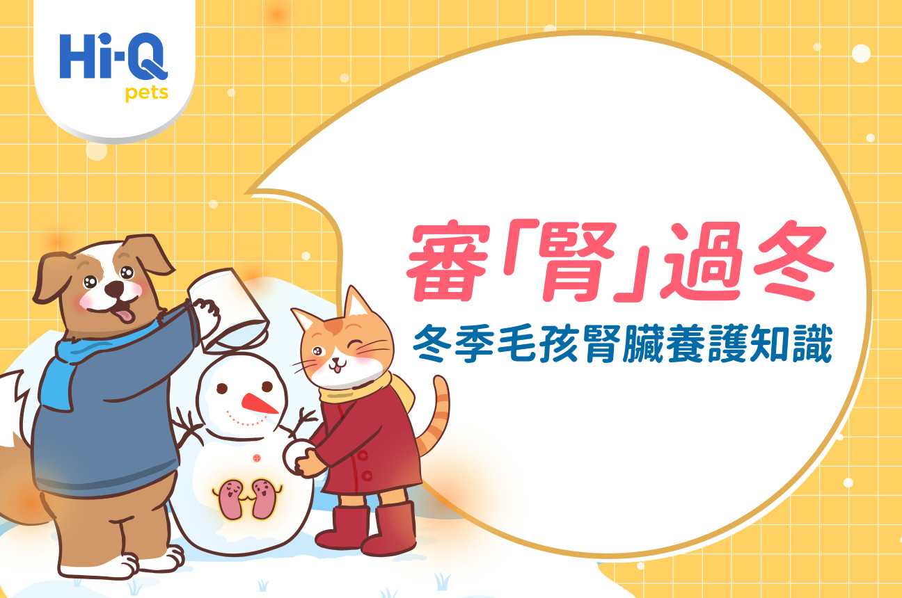 冬天傷腎？曾清龍院長教你 3 招提早預防毛孩腎臟病變！