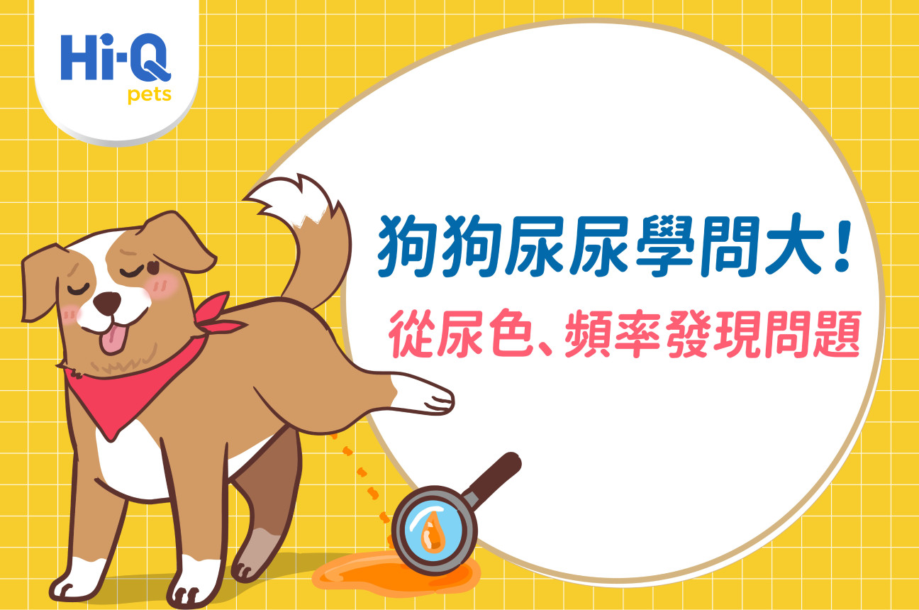 狗狗尿尿學問大：林祐德副院長教你從尿液的顏色、頻率、習慣，觀察狗狗健康！