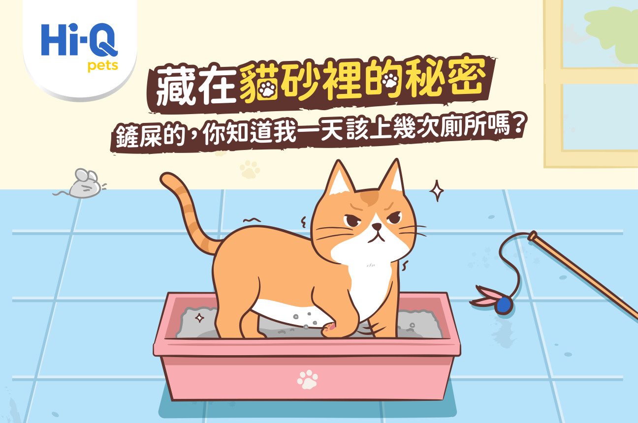 藏在貓砂裡的秘密