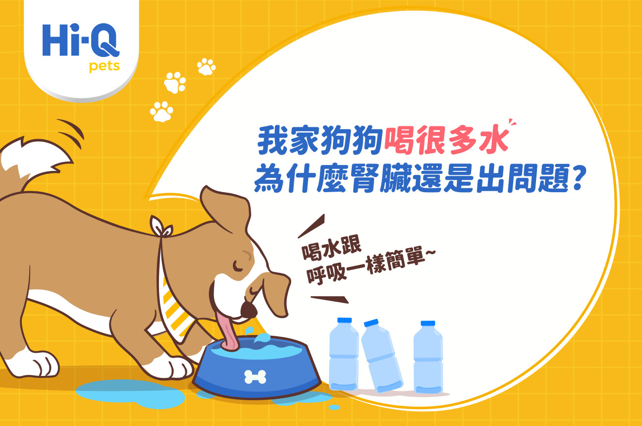 我家狗狗喝很多水，為甚麼腎臟還是出問題？