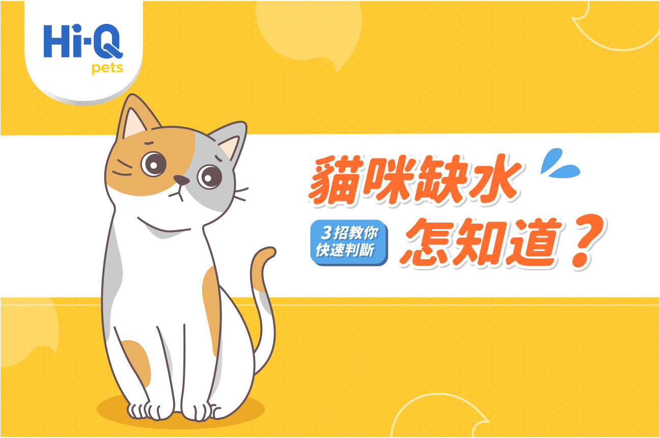 貓咪缺水怎知道？