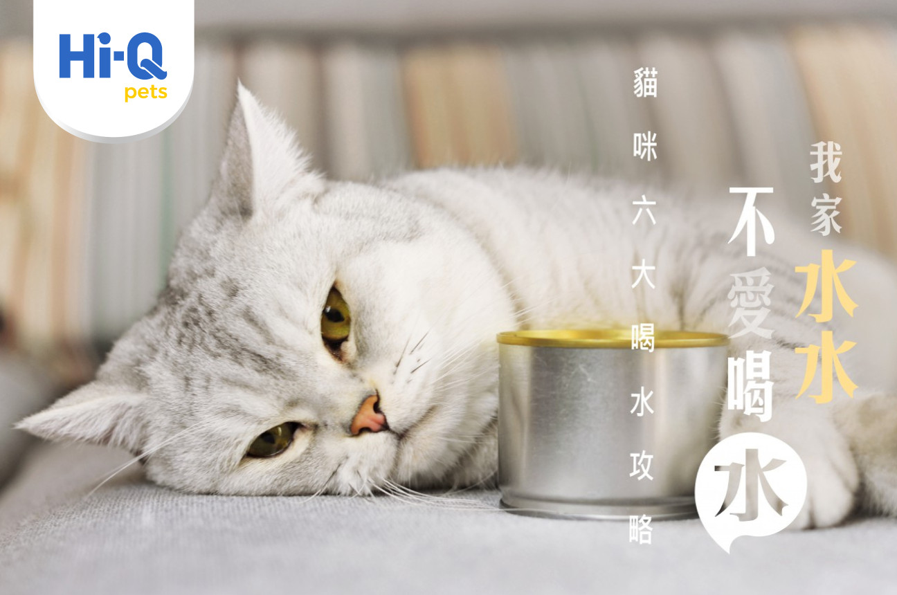 貓咪喝水撇步