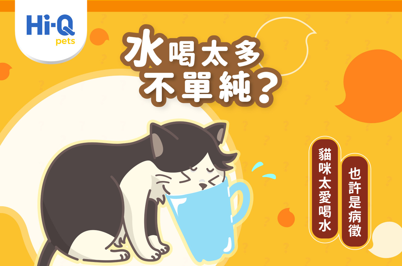 貓咪水喝多不只因為天氣熱