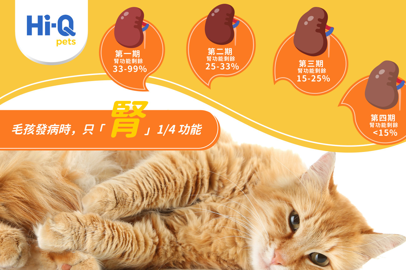 毛孩發病時，只「腎」1/4功能