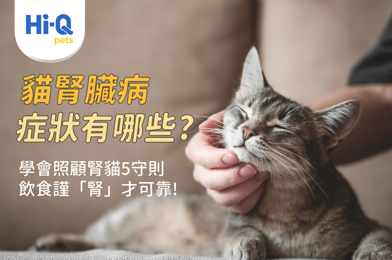 貓腎臟病症狀有哪些？學會照顧腎貓5守則，飲食謹「腎」才可靠！