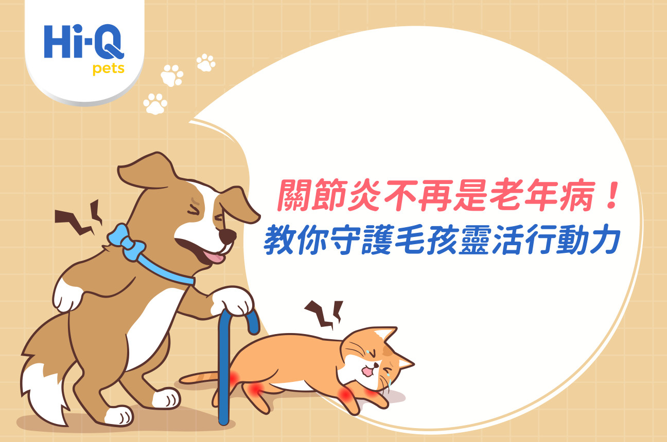 關節炎不再是老年病！簡映婷醫師教你守護毛孩靈活行動力