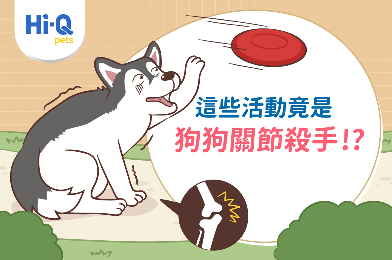 這些活動傷害狗狗關節?！怎麼做，可以減少隱性傷害