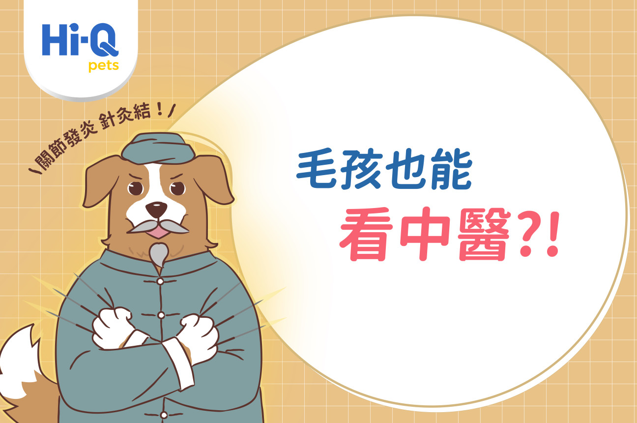 原來毛孩也可以針灸！簡映婷醫師告訴你「關節問題如何解」
