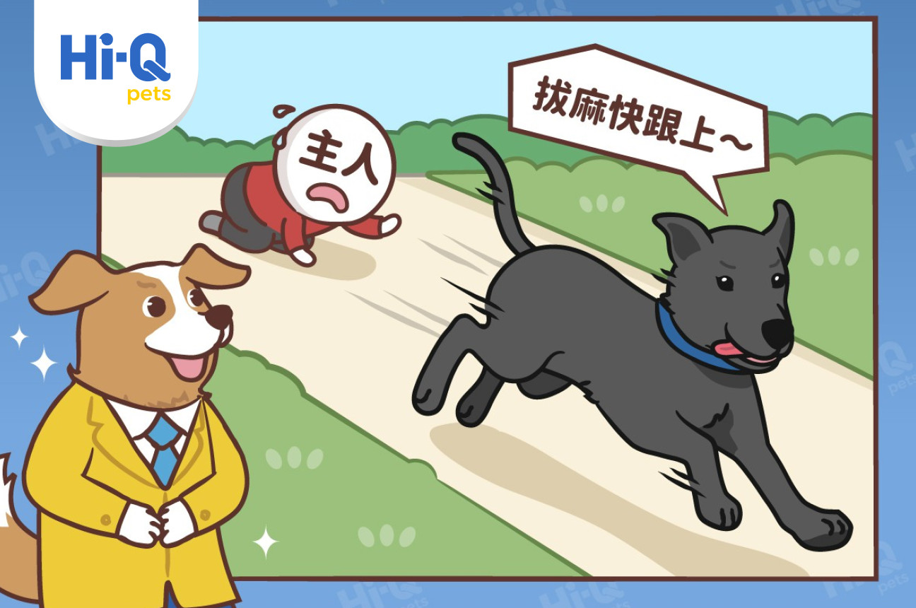 狗狗到底能跑多快?世界上最快的狗狗可以跟上小汽車!