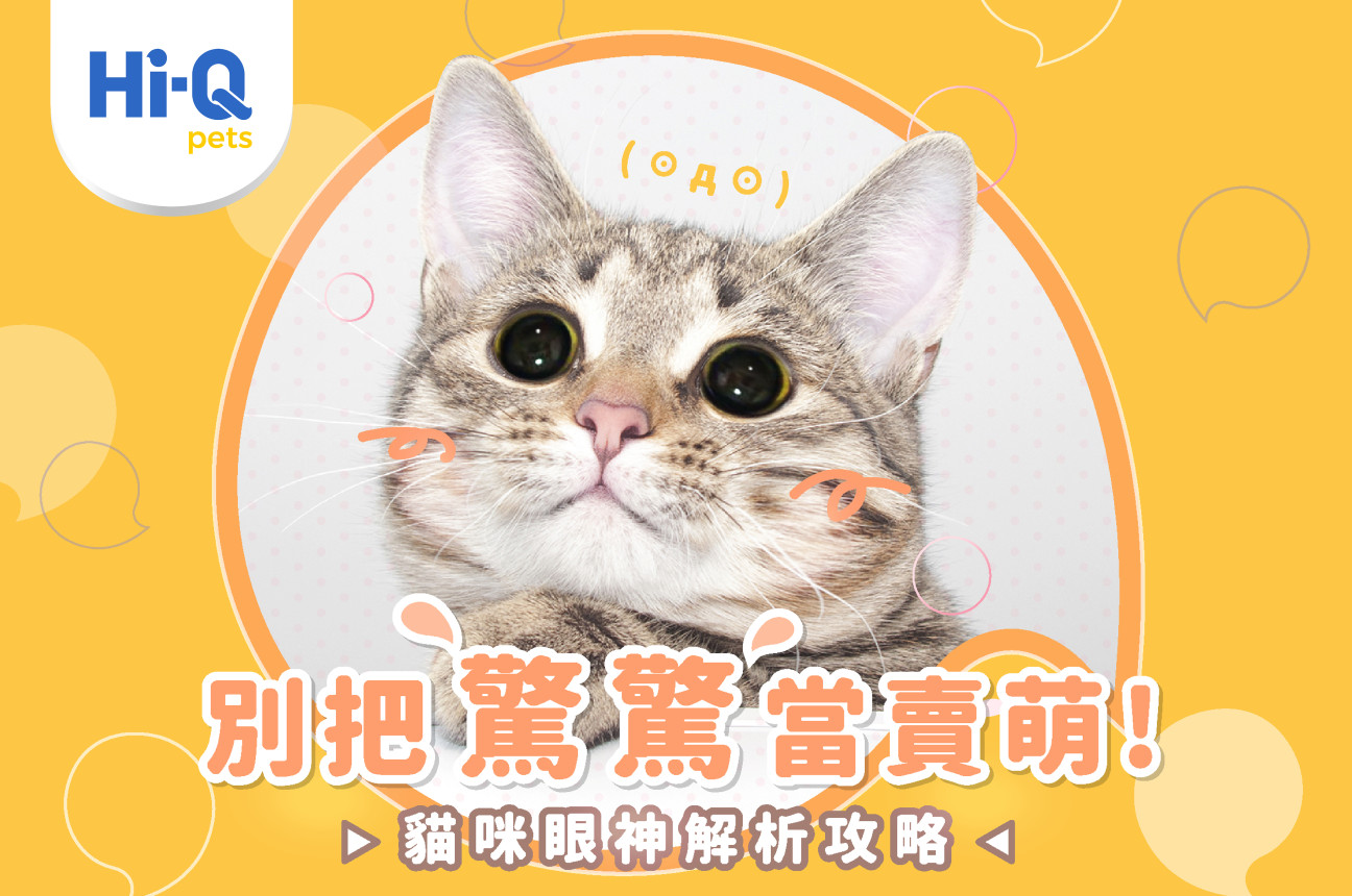 貓咪眼神解析攻略