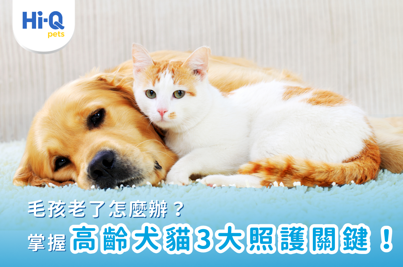 毛孩老了怎麼辦？掌握高齡犬貓3大照護關鍵，陪他一起慢慢變老